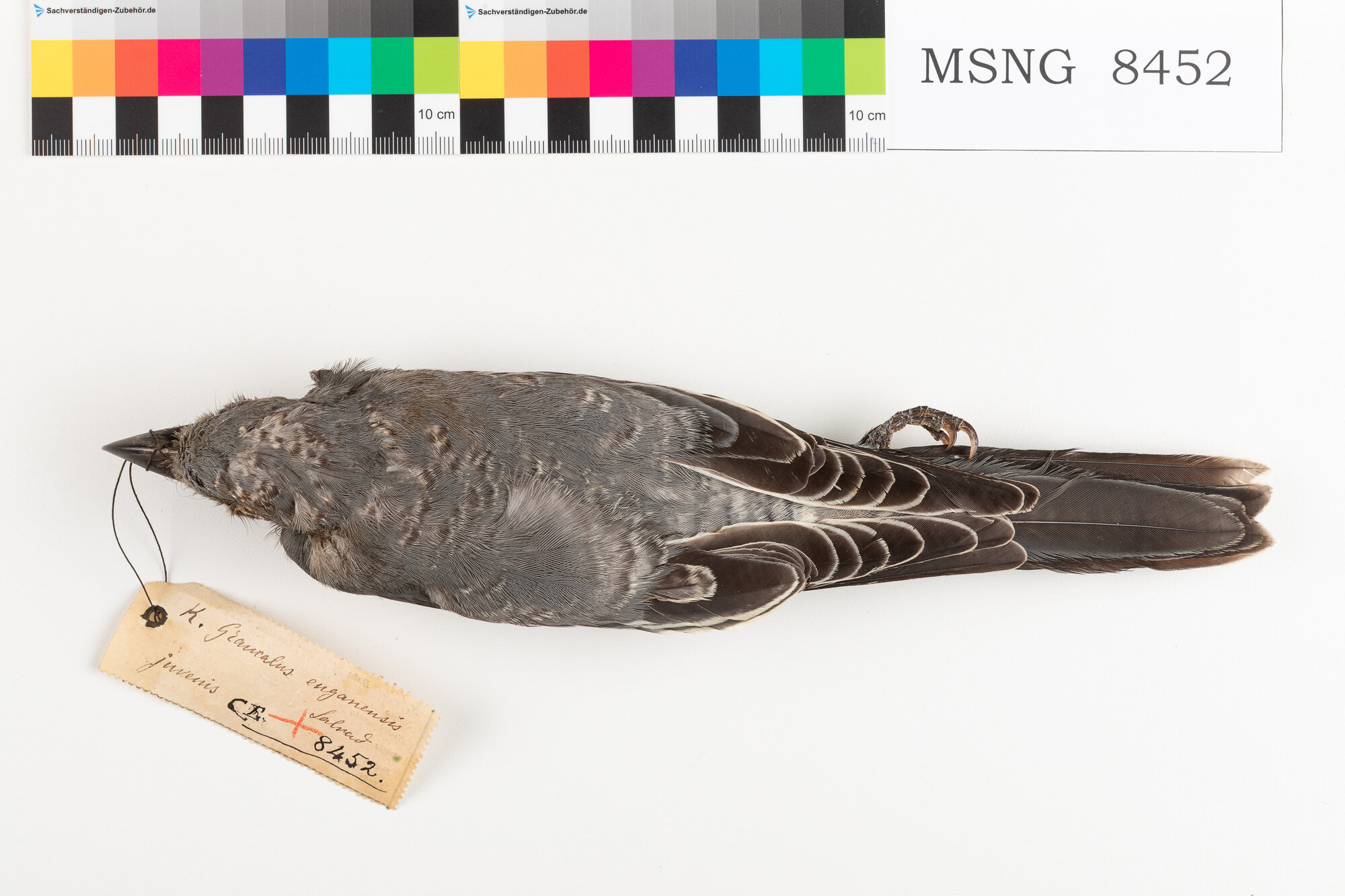 MSNG_8452b-bassa.jpg