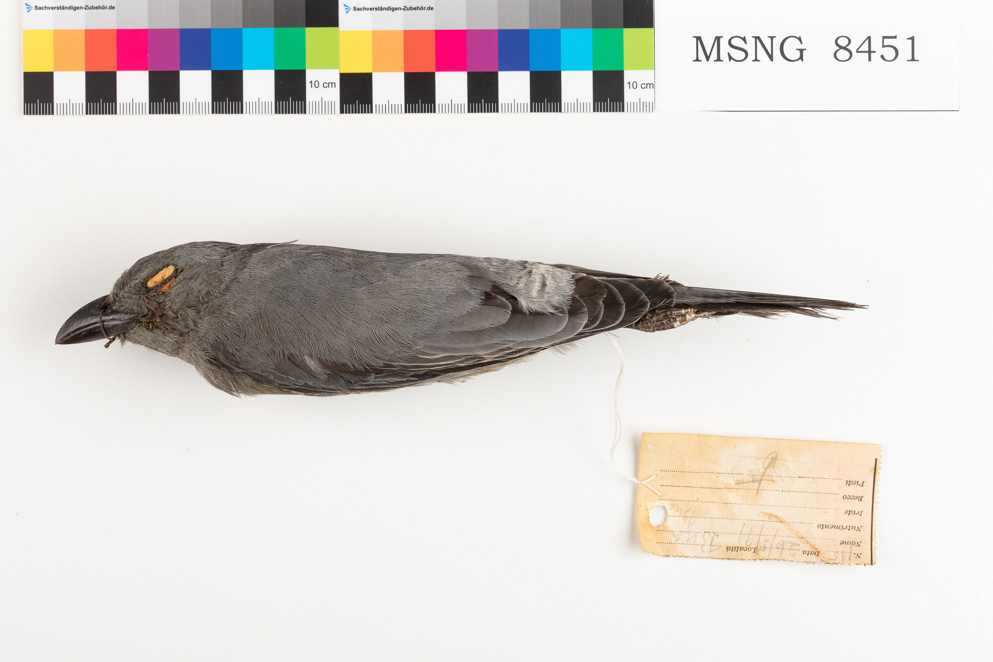 MSNG_8451d-bassa.jpg