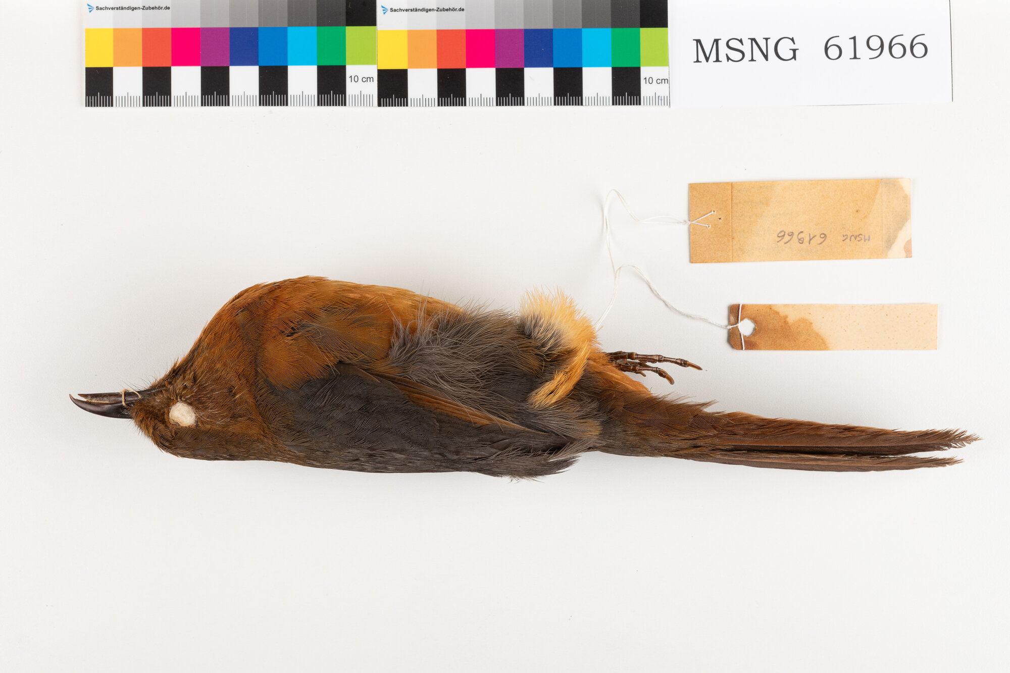 MSNG_61966c-bassa.jpg