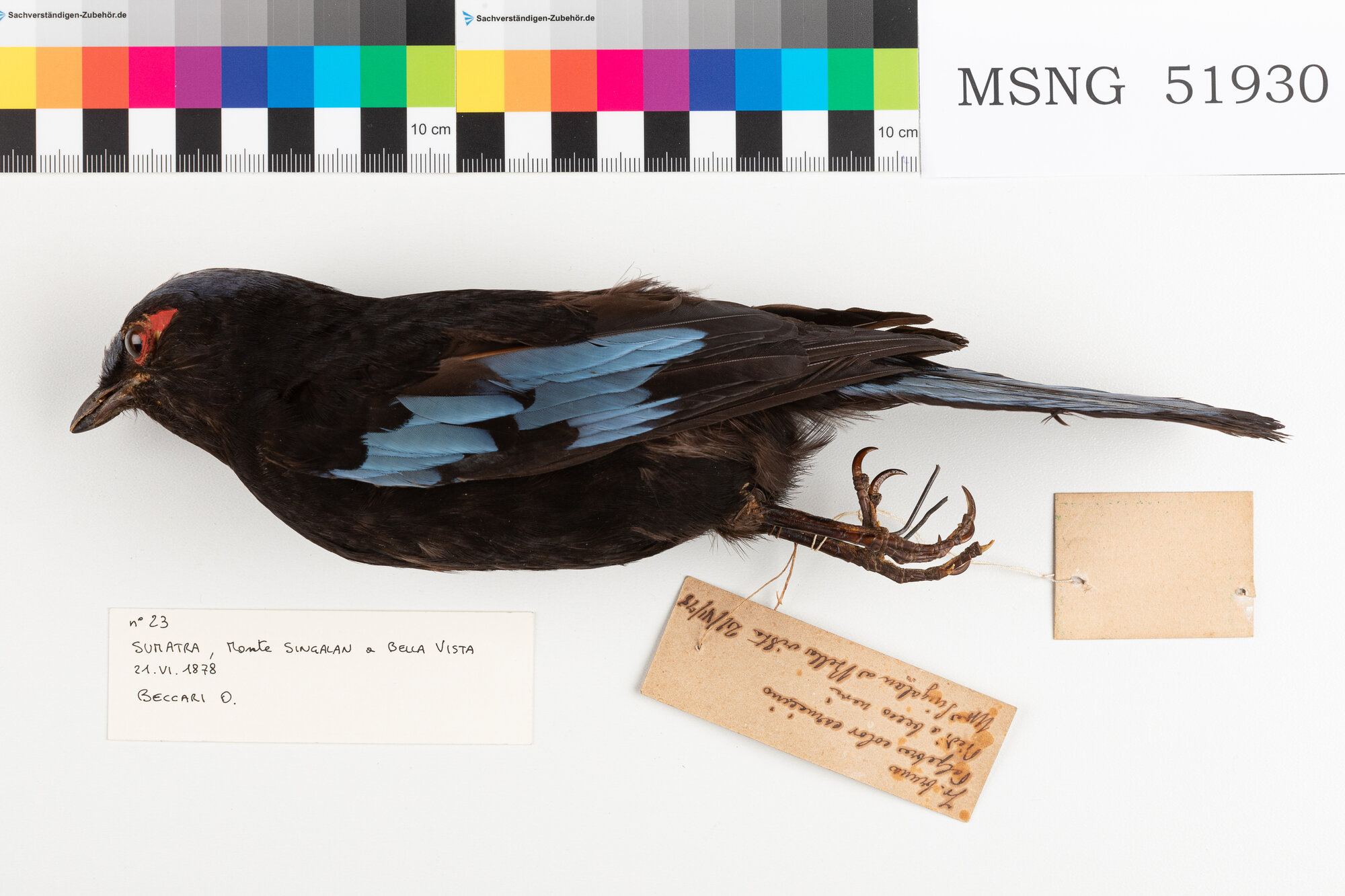 MSNG_51930d-bassa.jpg