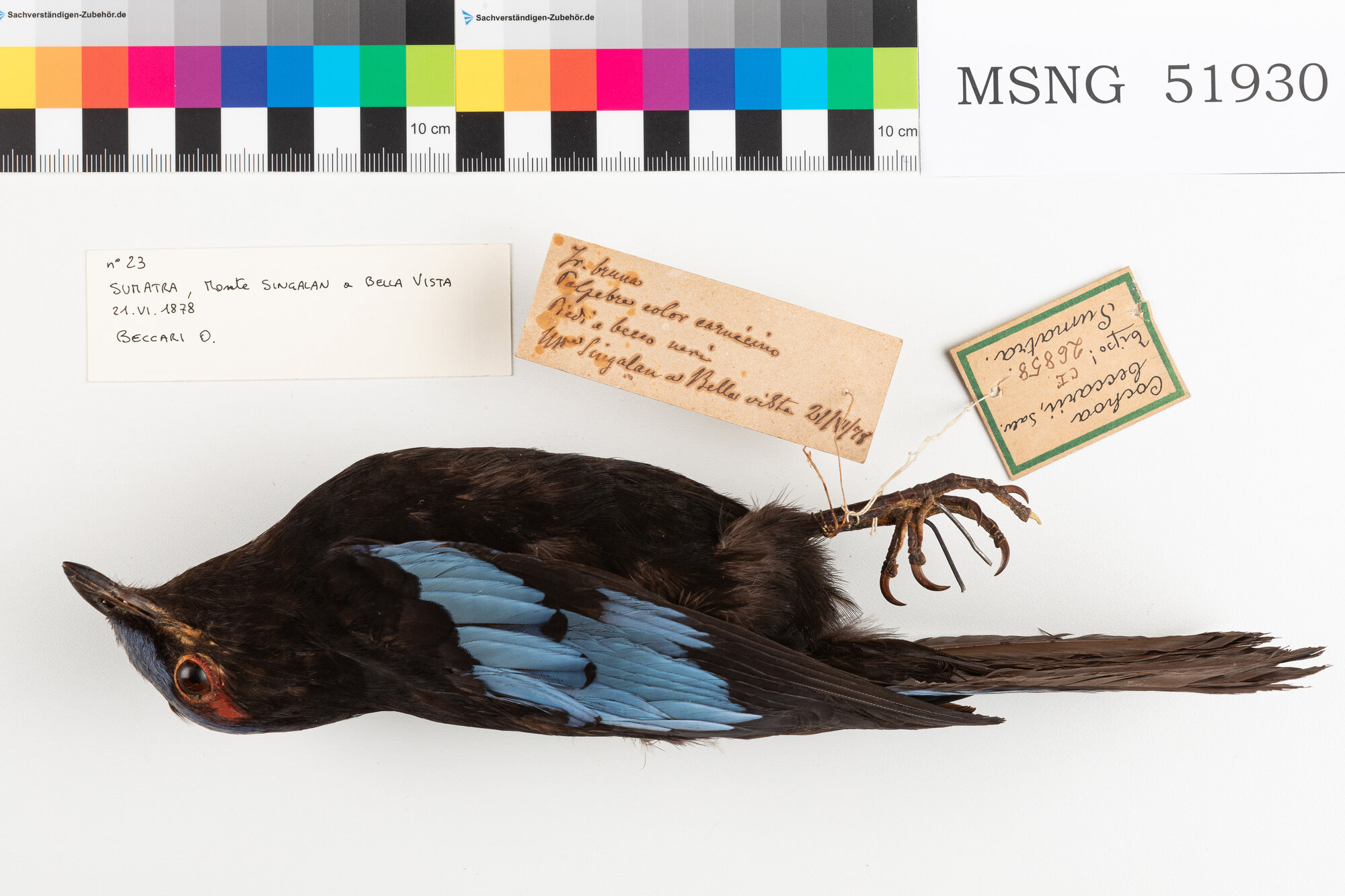MSNG_51930c-bassa.jpg
