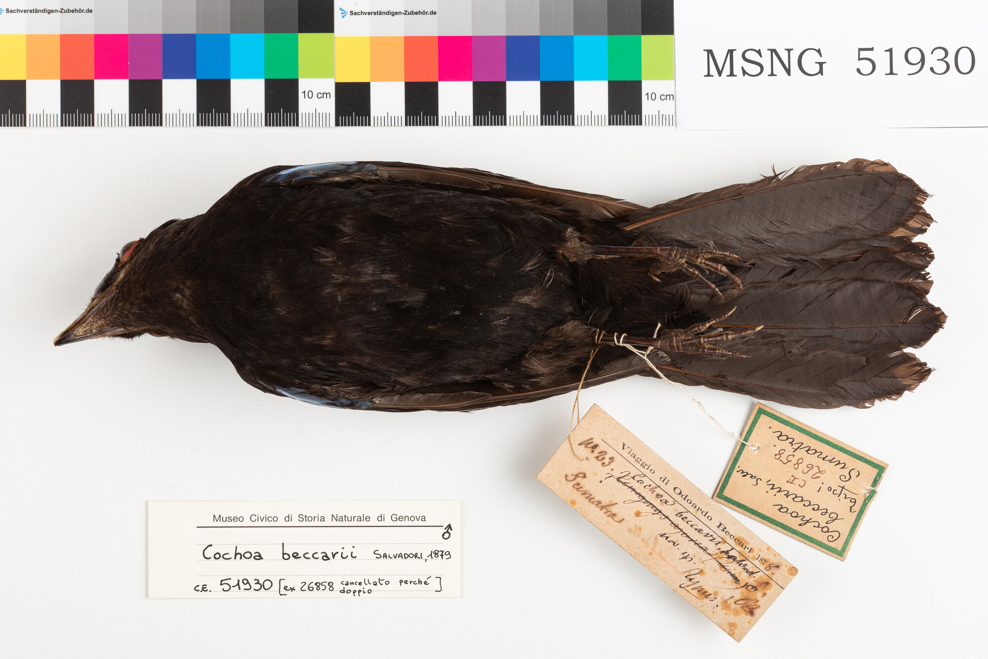 MSNG_51930a-bassa.jpg