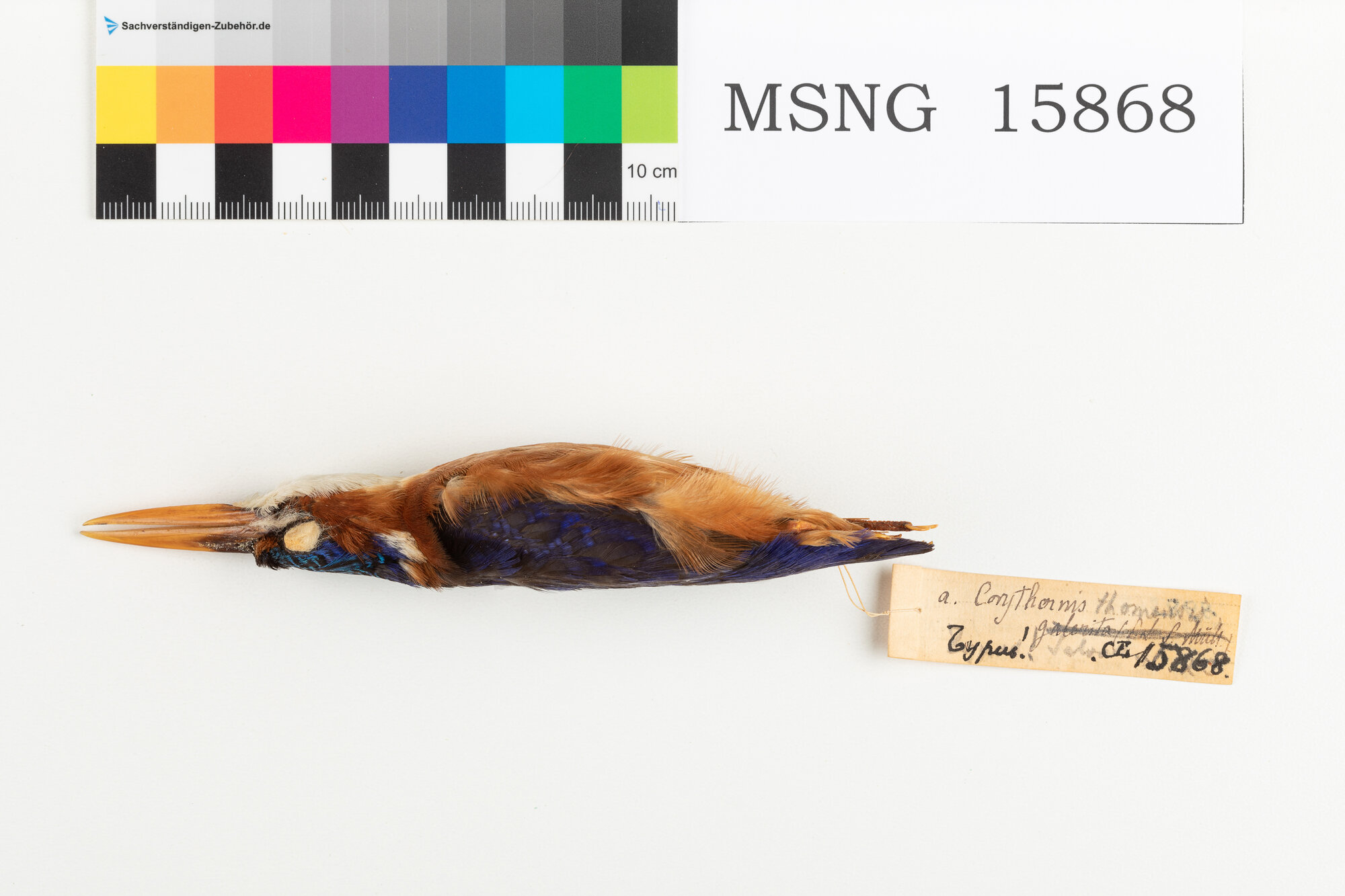MSNG_15868c-bassa.jpg