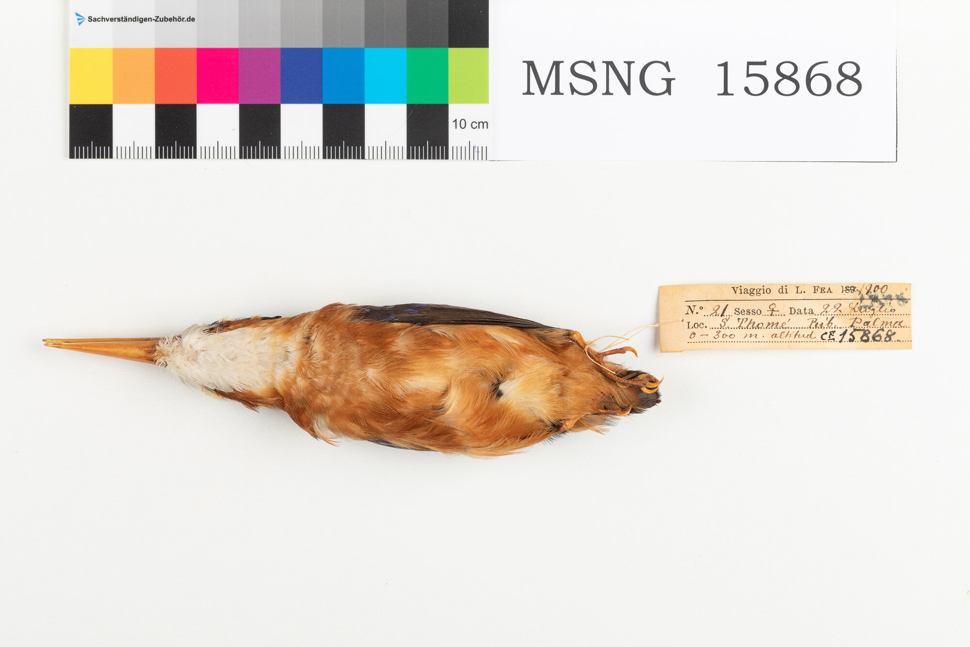 MSNG_15868a-bassa.jpg