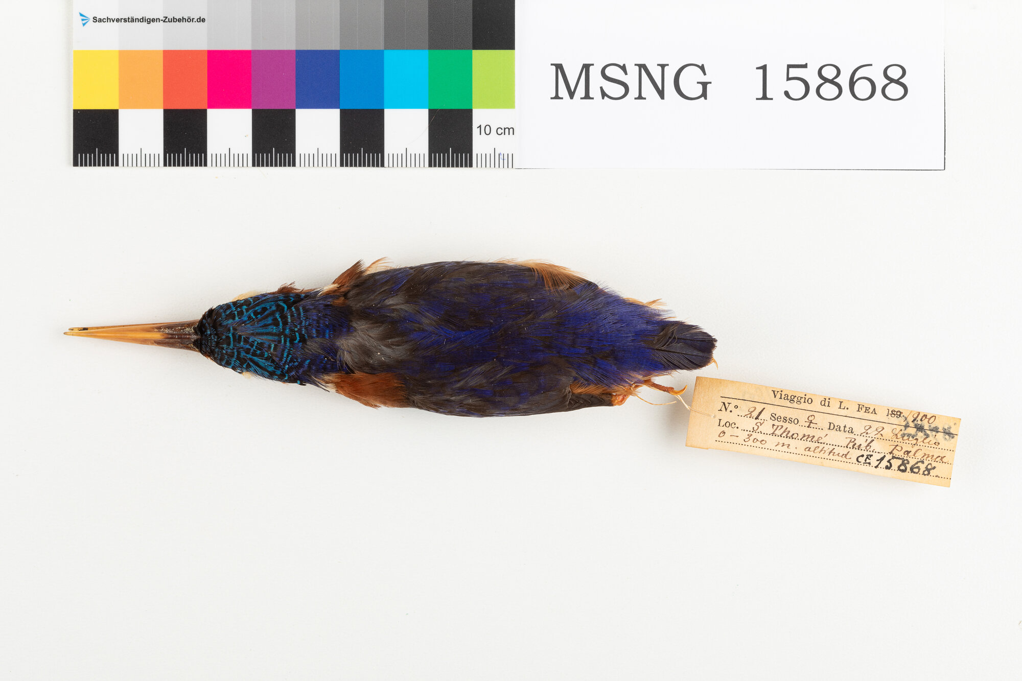 MSNG_15868b-bassa.jpg