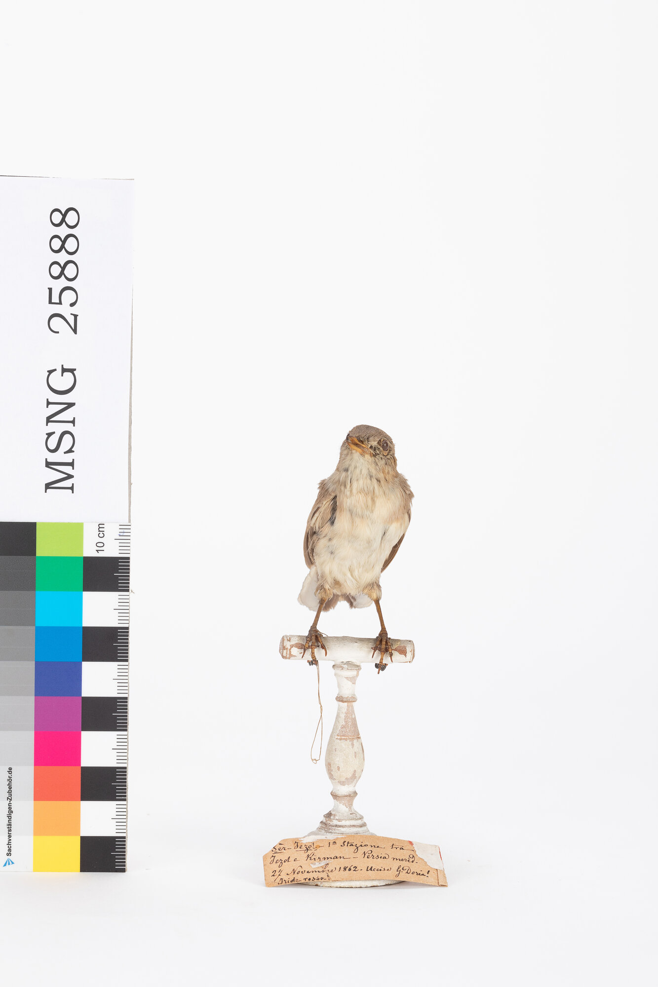MSNG_25888d-bassa.jpg