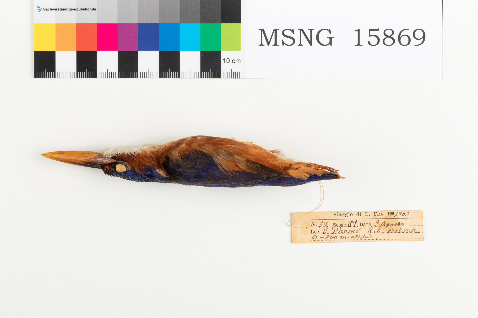 MSNG_15869c-bassa.jpg