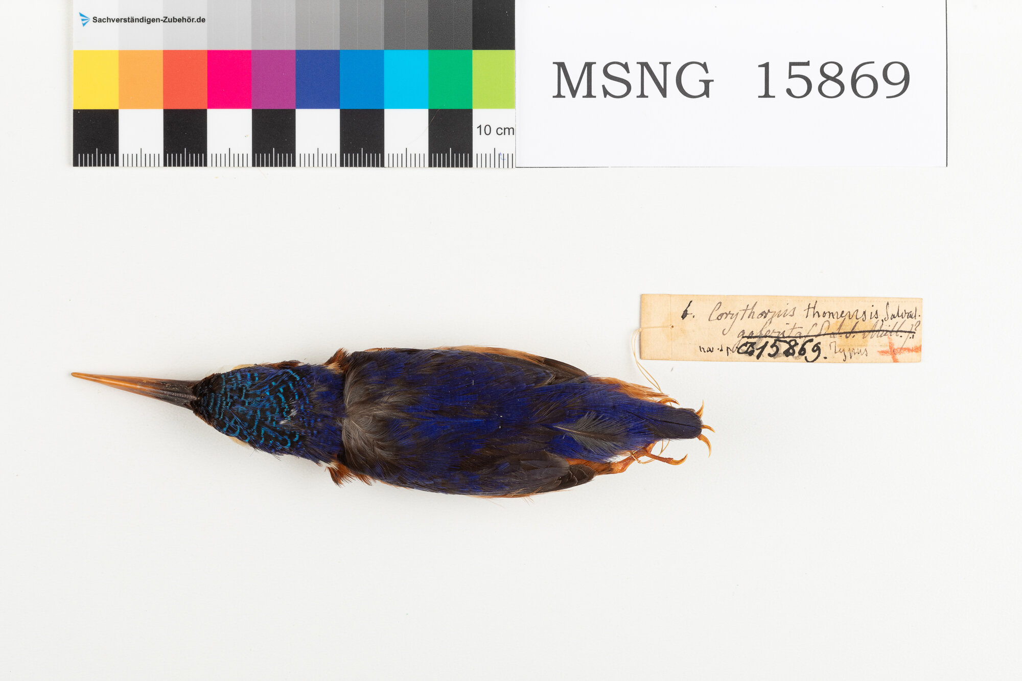 MSNG_15869b-bassa.jpg