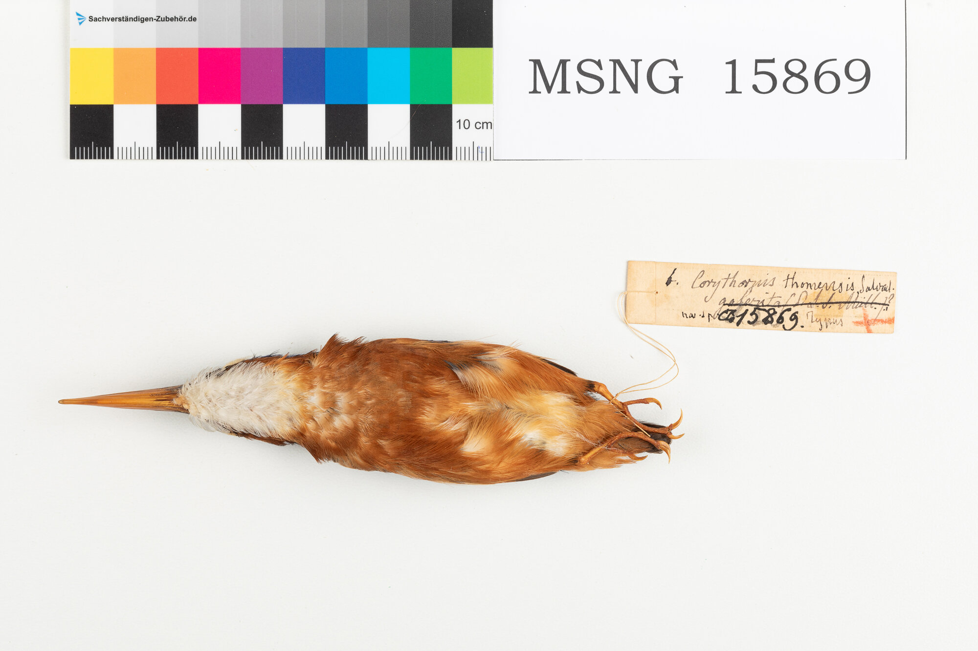 MSNG_15869a-bassa.jpg