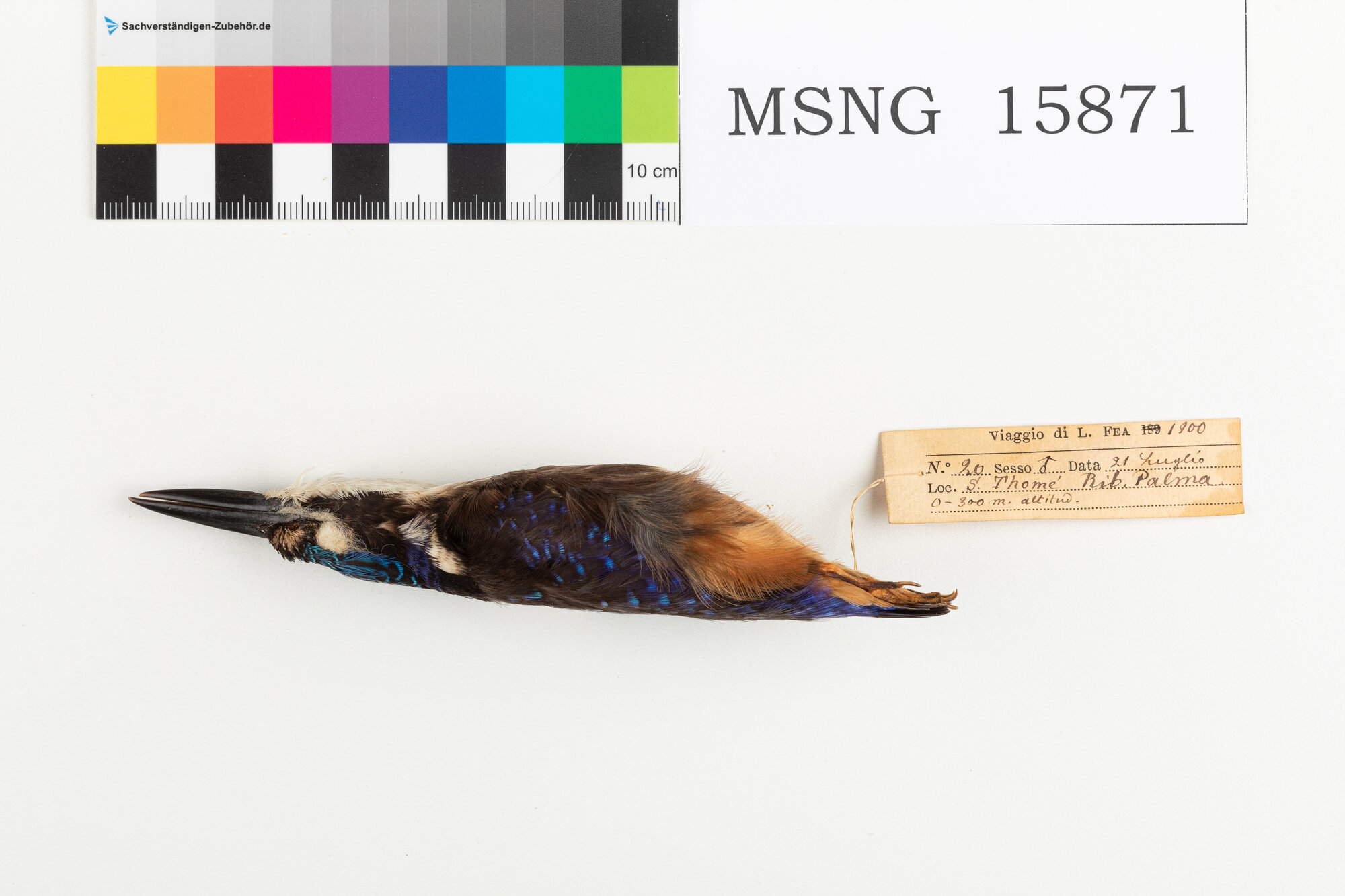 MSNG_15871c-bassa.jpg