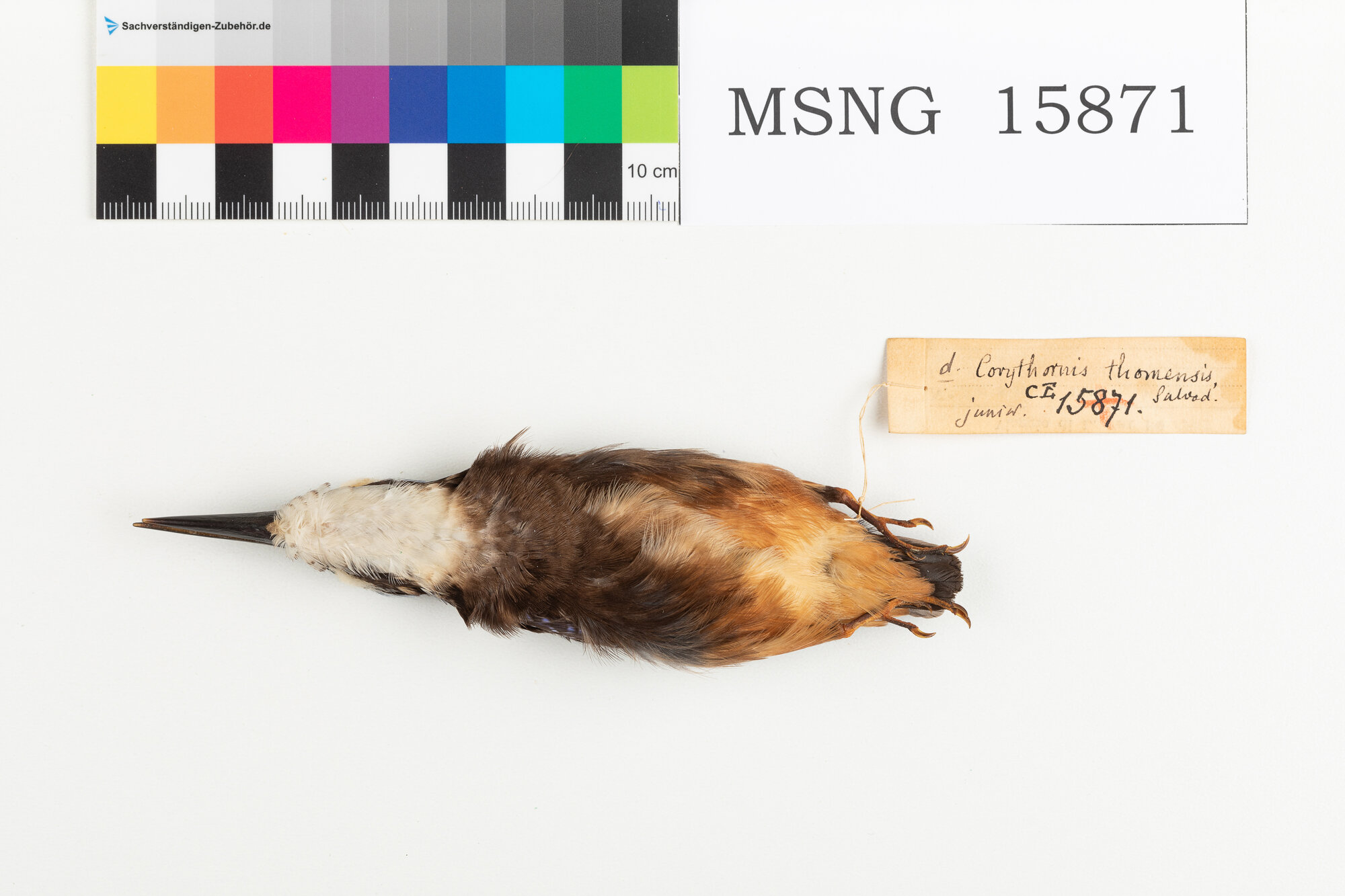 MSNG_15871a-bassa.jpg