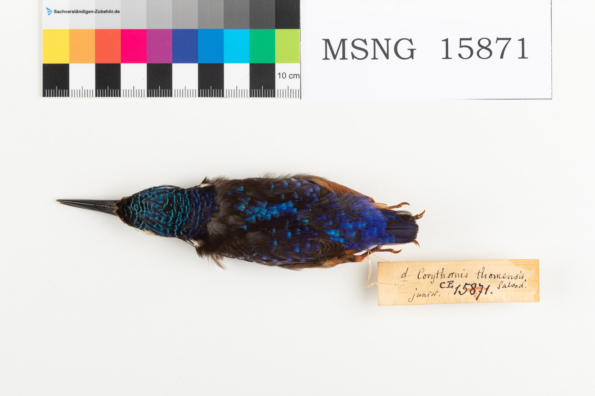 MSNG_15871b-bassa.jpg