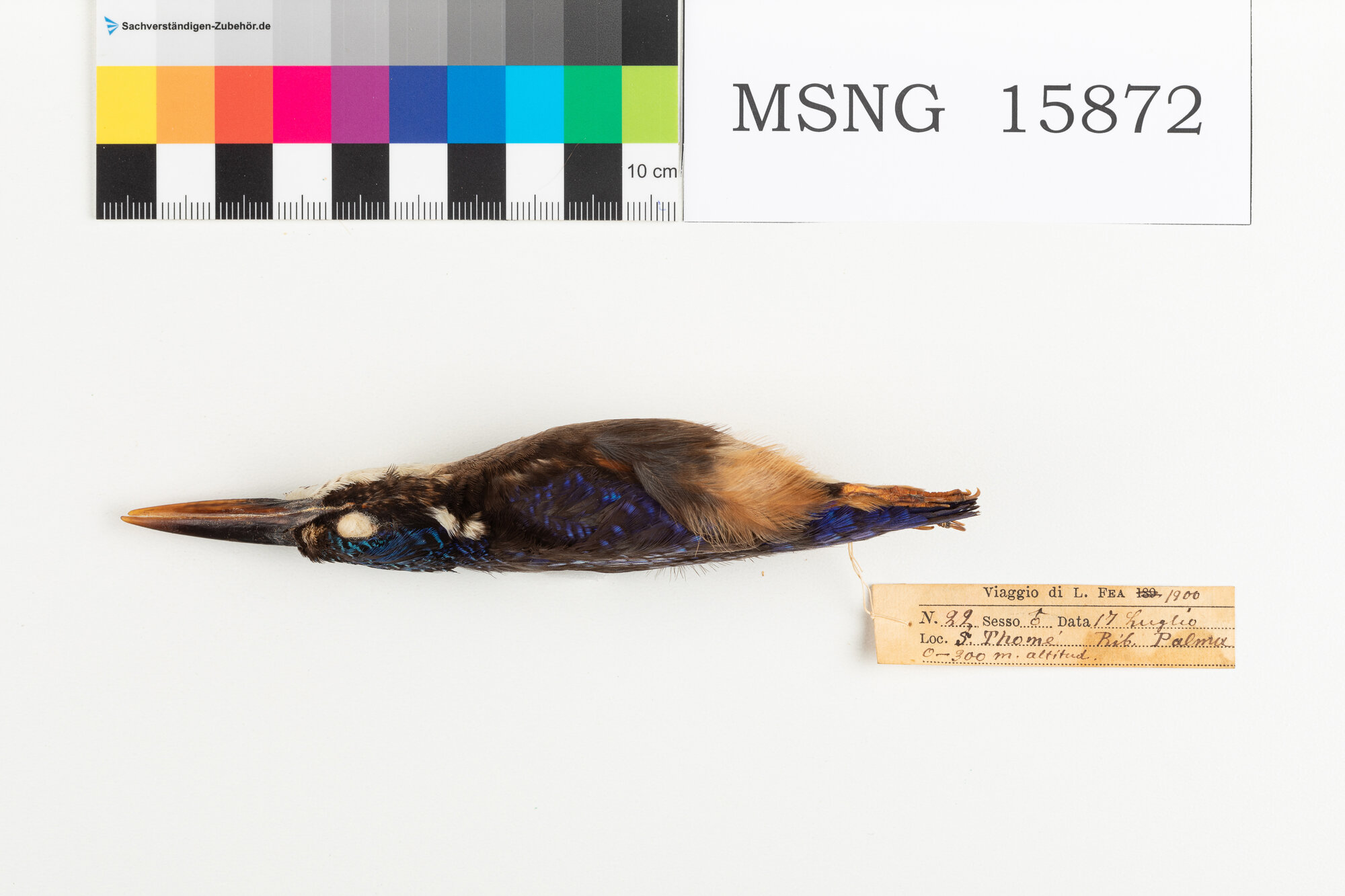 MSNG_15872c-bassa.jpg
