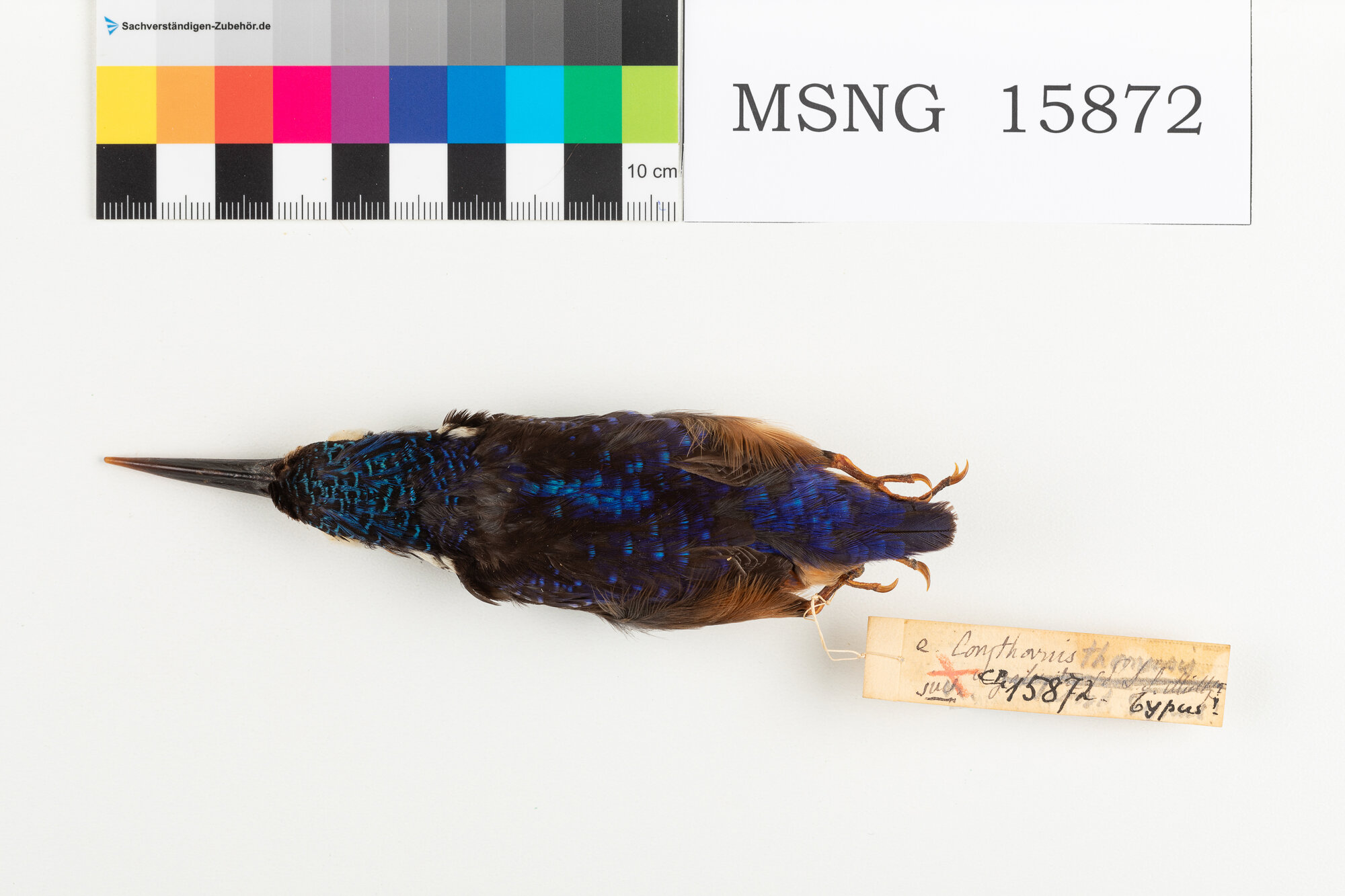 MSNG_15872b-bassa.jpg