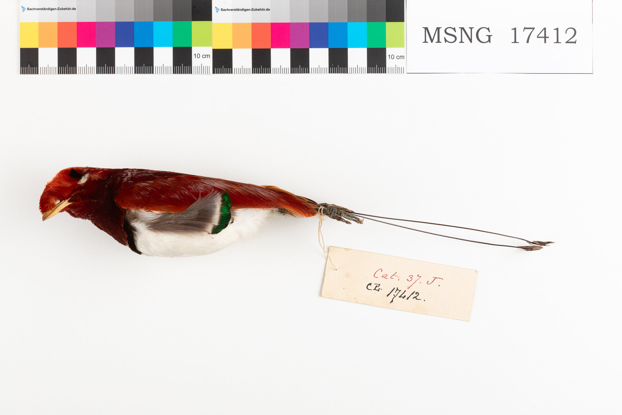 MSNG_17412d-bassa.jpg