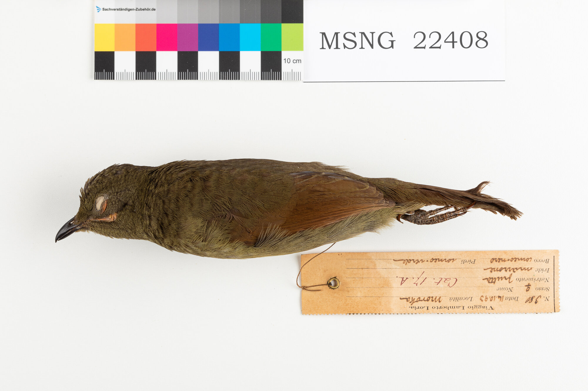 MSNG_22408d-bassa.jpg