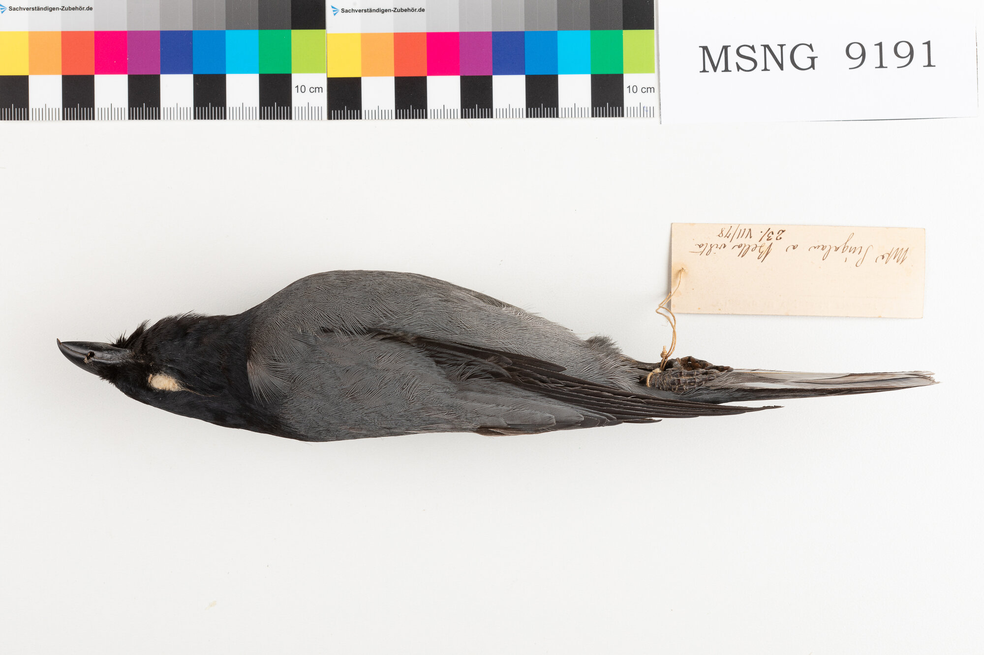 MSNG_9191c-bassa.jpg