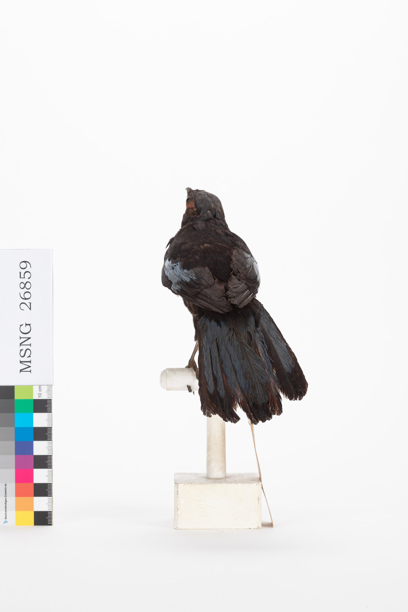 MSNG_26859b-bassa.jpg