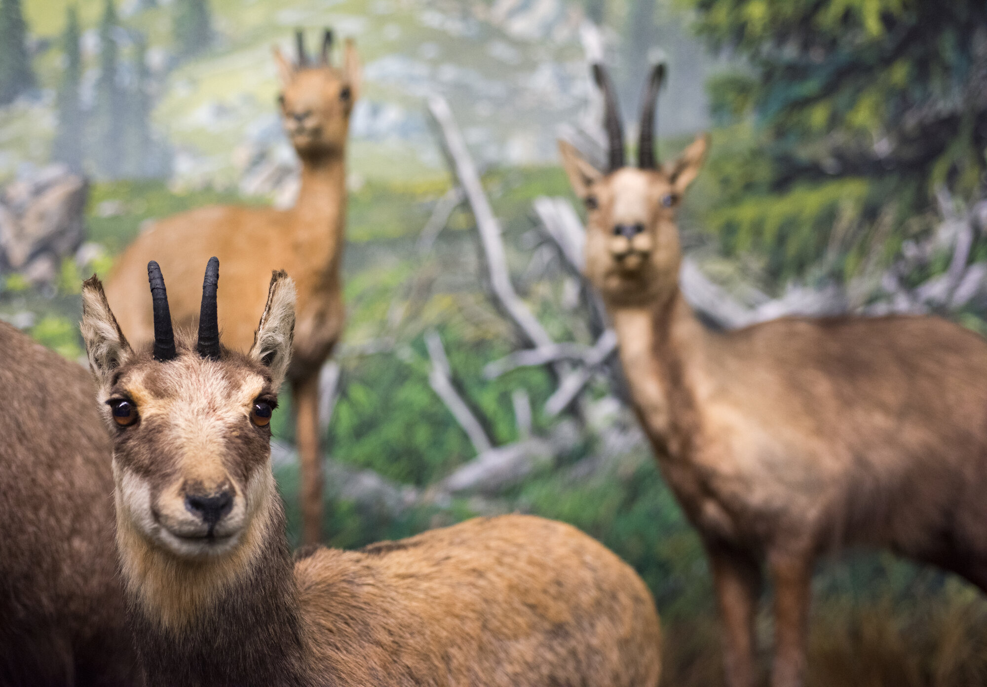 Camosci_Chamois.jpg