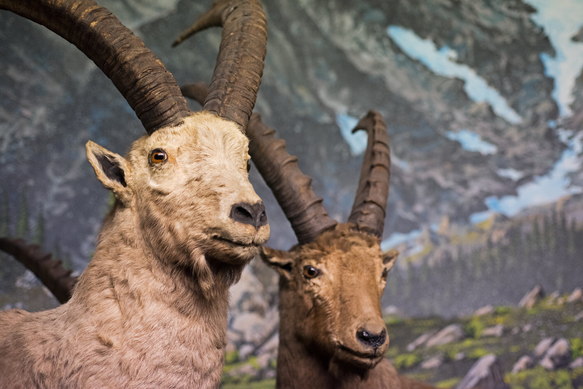 Stambecchi_Ibexes.jpg