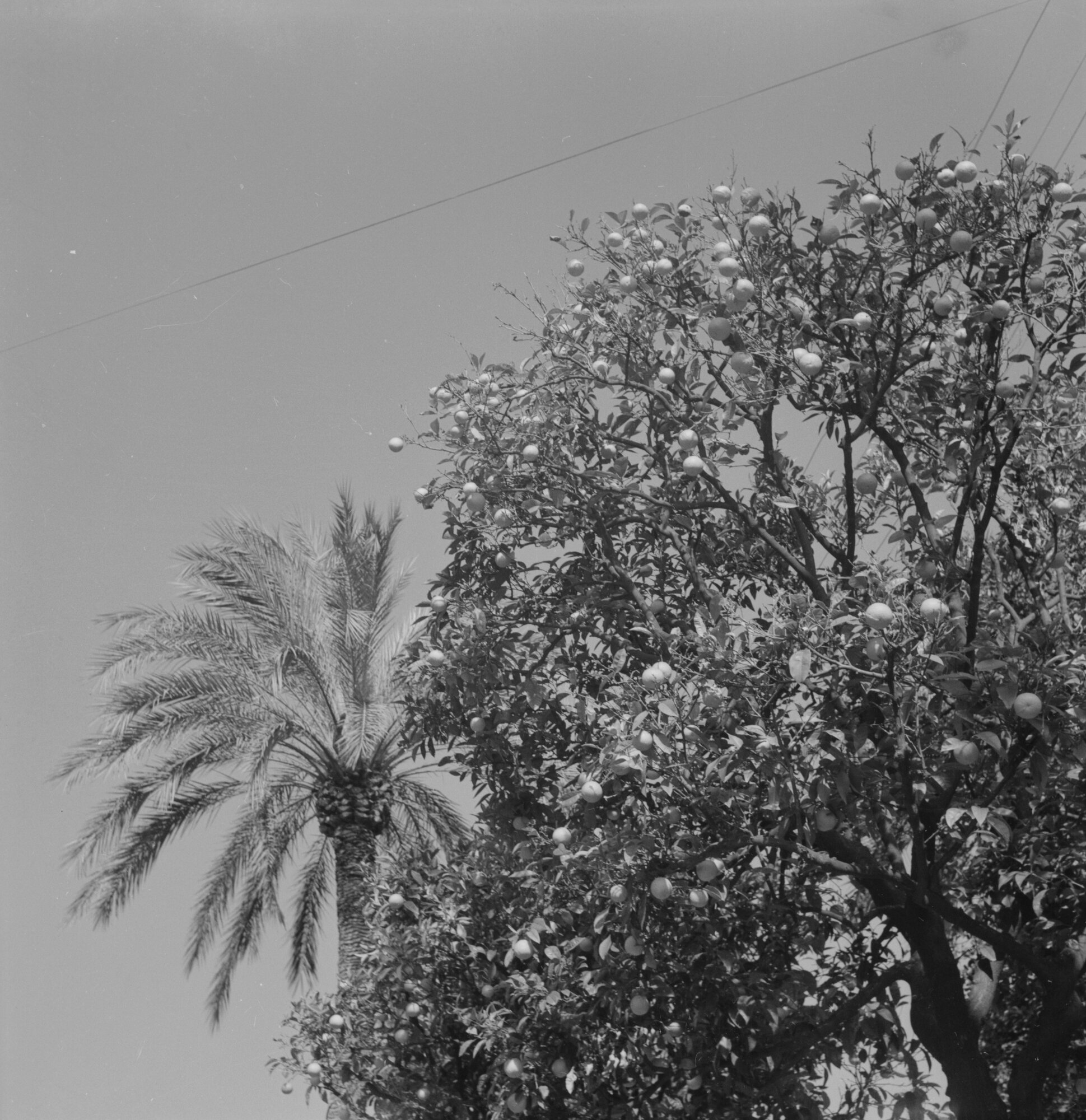 C010025M8_c8894_00001 p. 6x6.tif