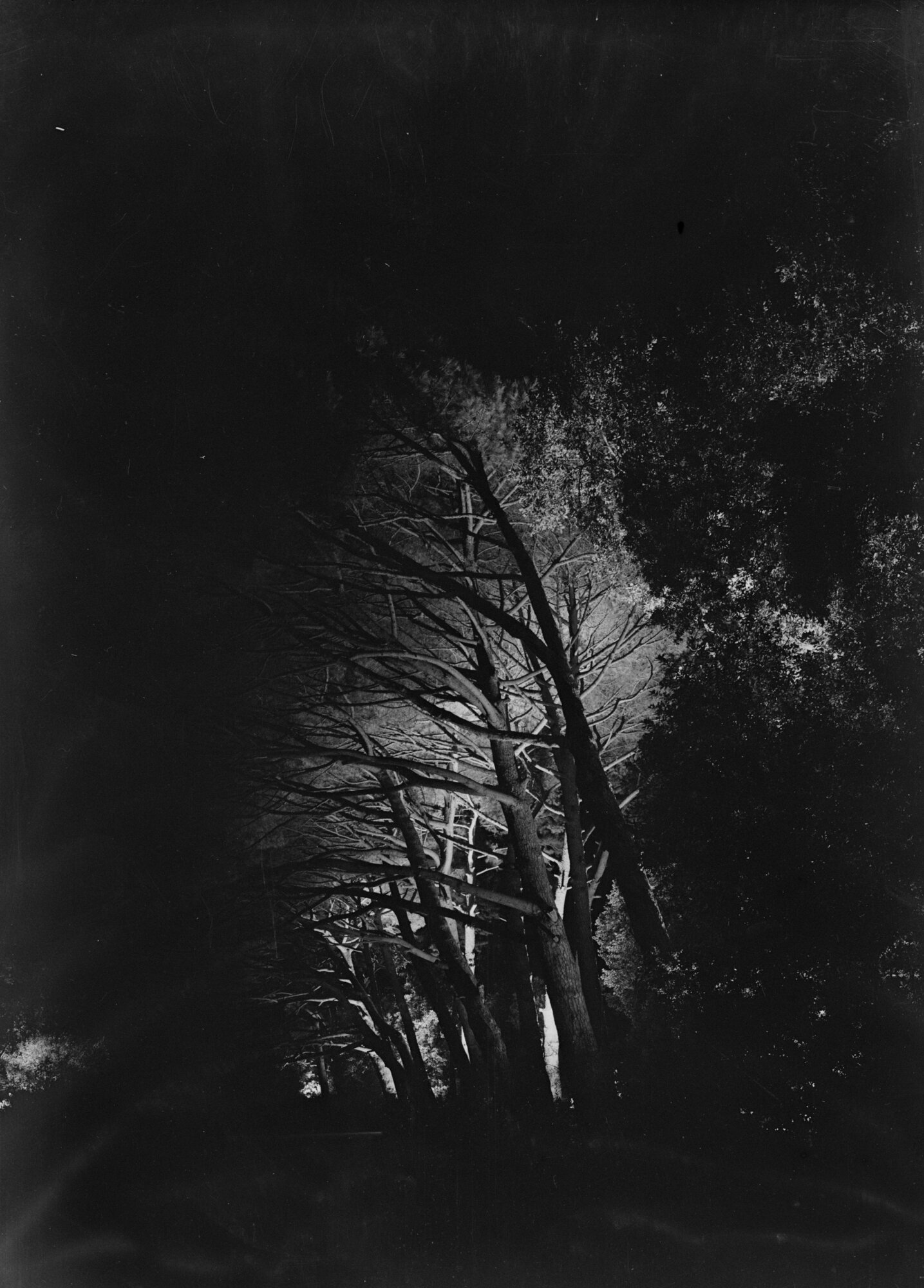 c13801_Nervi_Notturno_30.9.1956.jpg