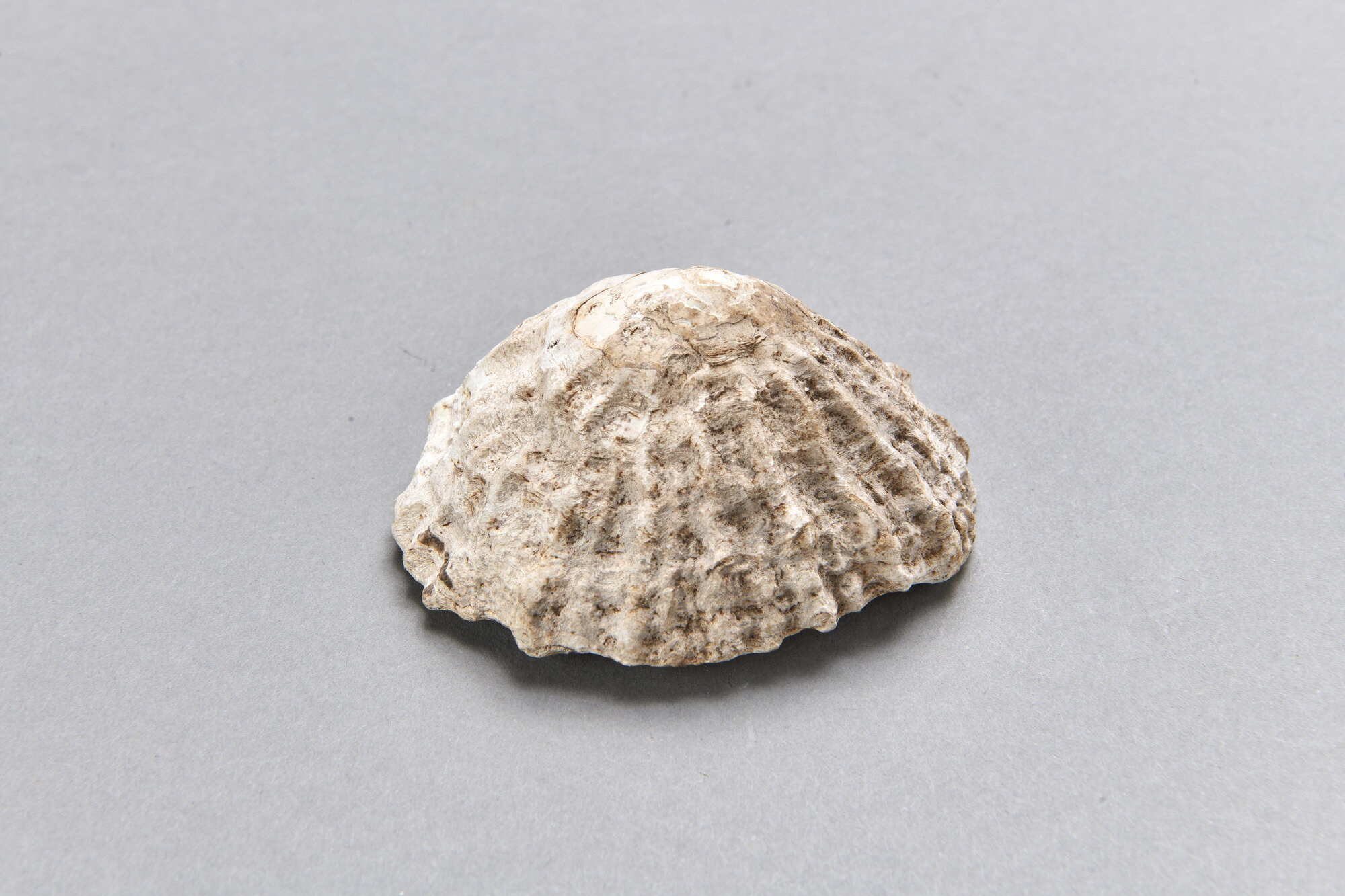 AR_1155-1_26282.jpg