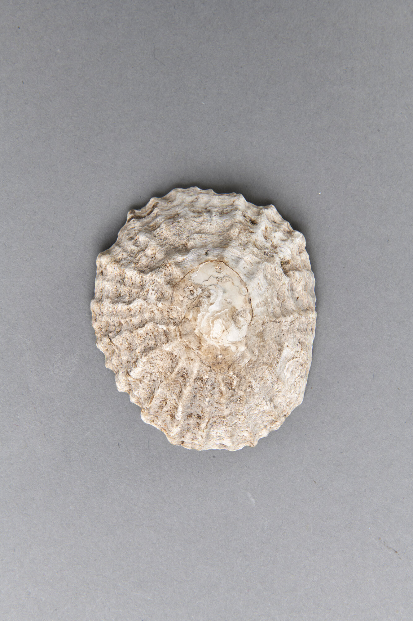 AR_1155-1_26279.jpg