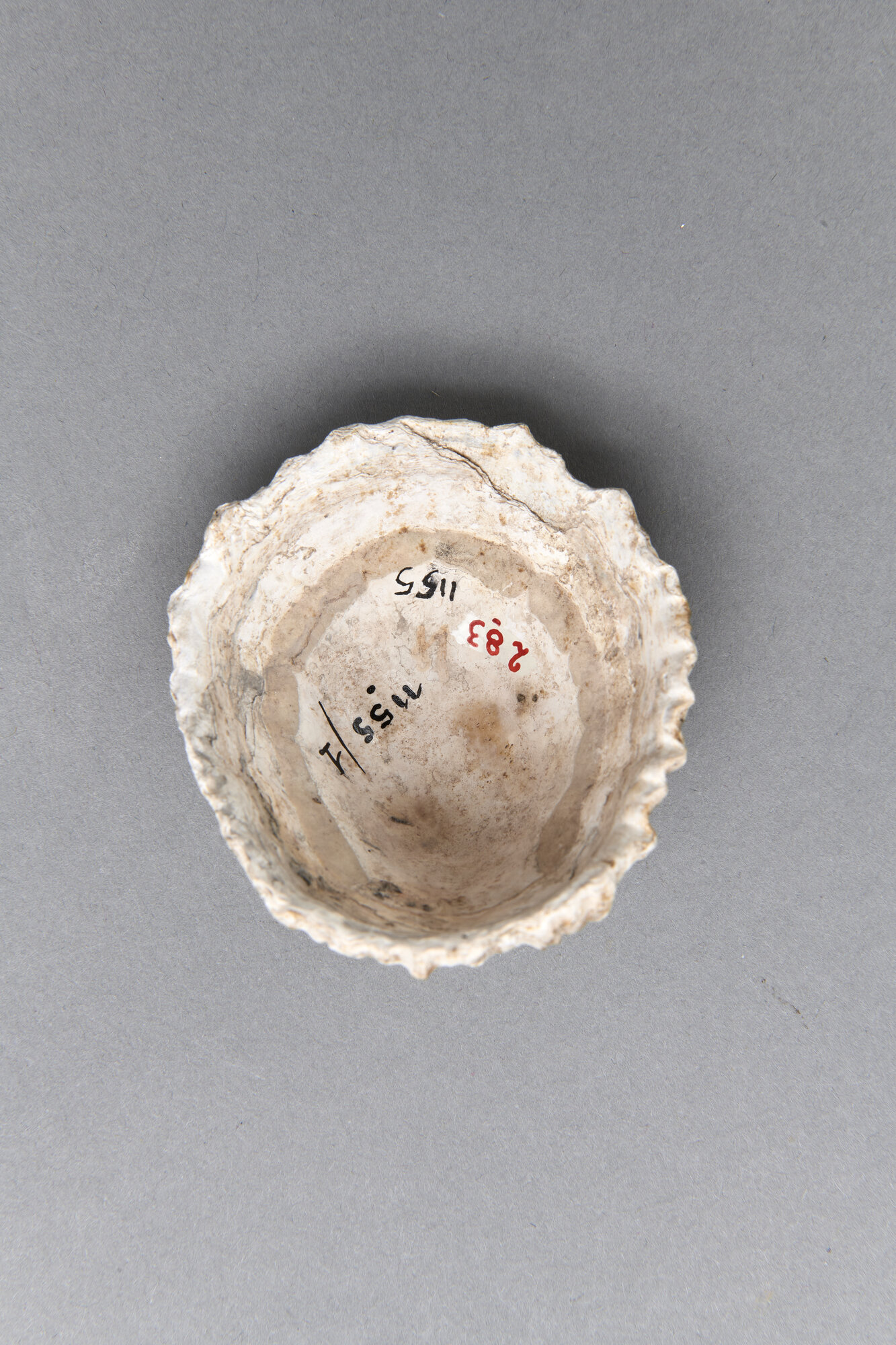 AR_1155-1_26280.jpg