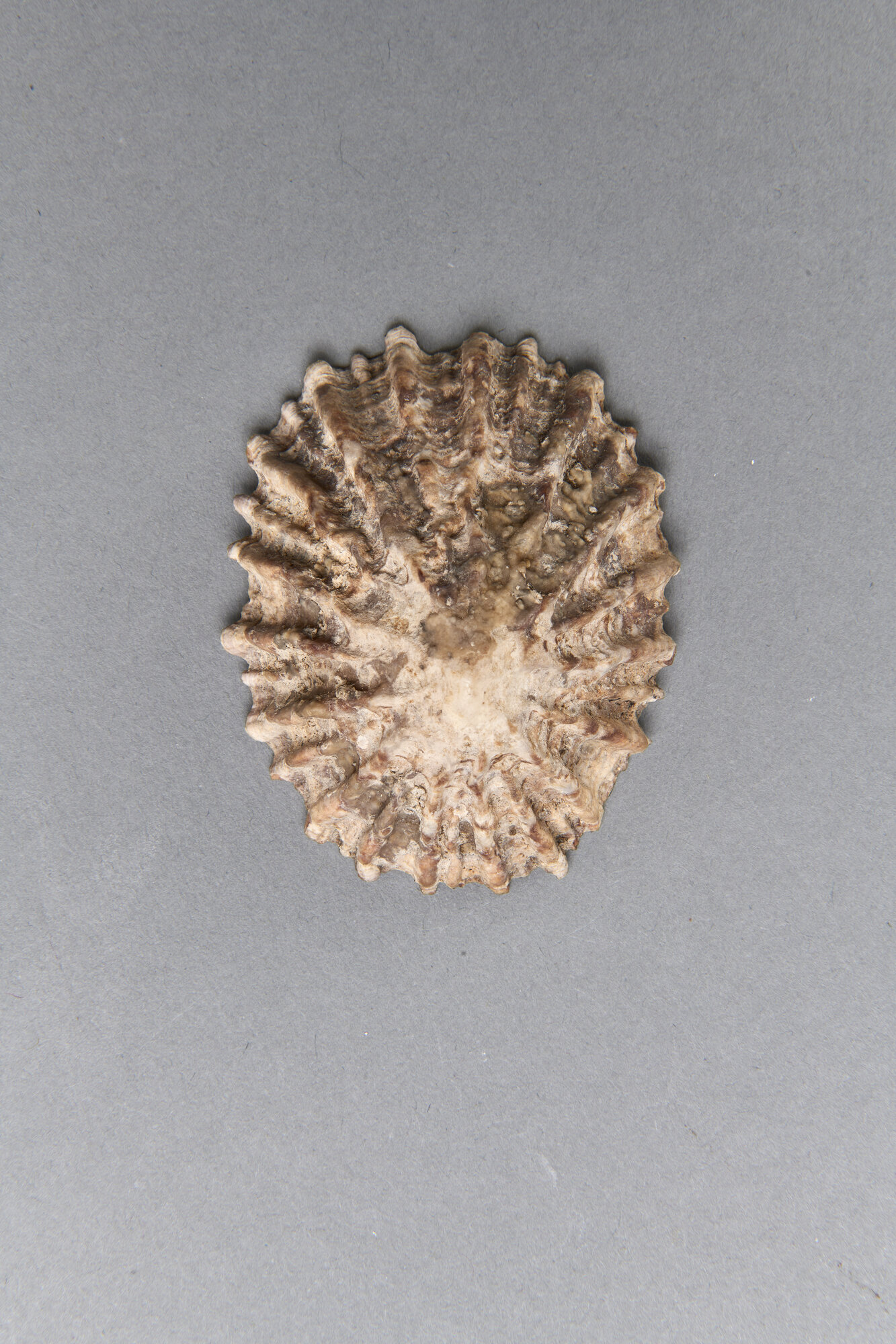 AR_1155-2_26283.jpg