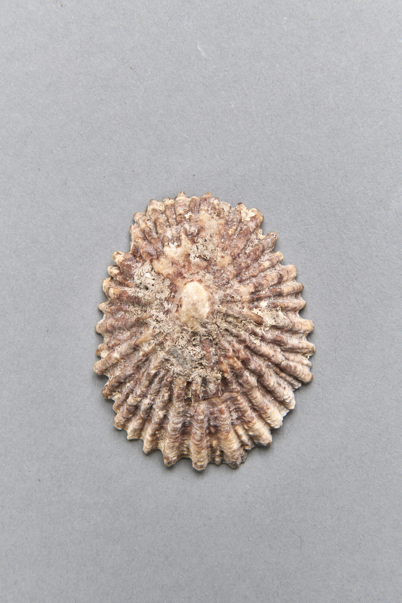 AR_01451-2_26285.jpg