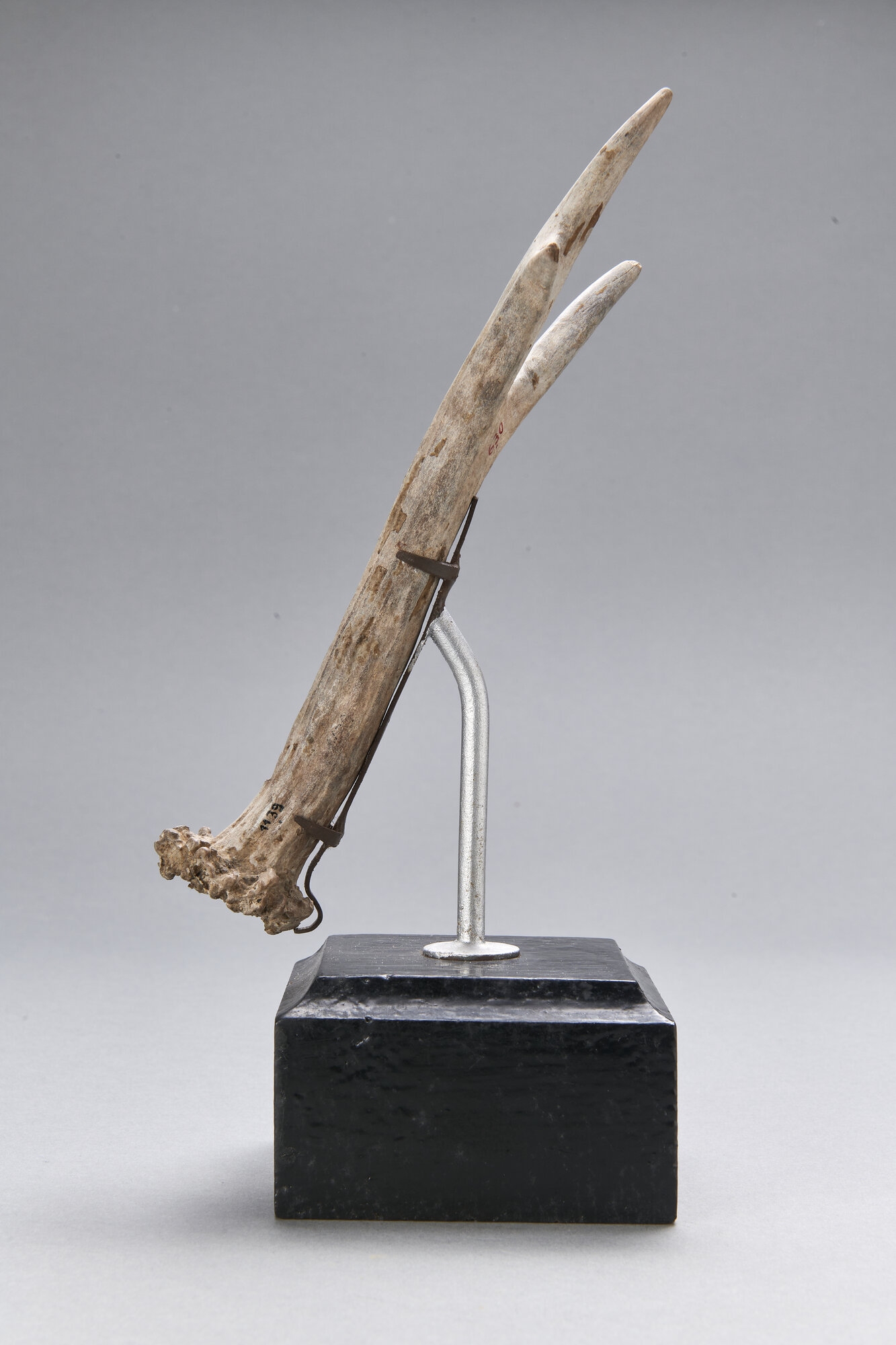 AR_1139_26272.jpg