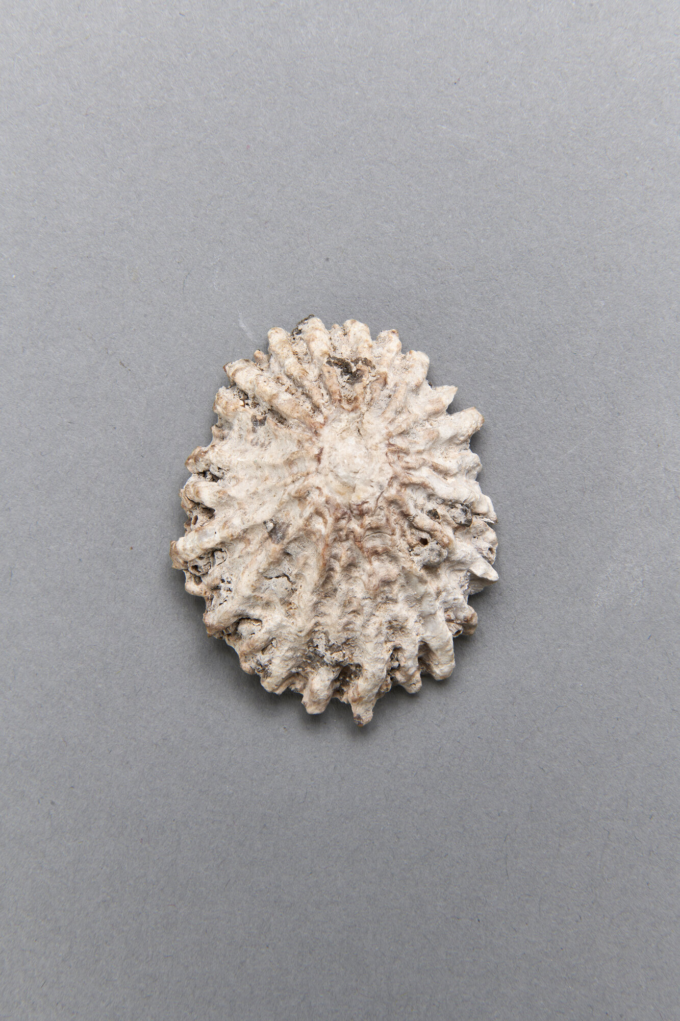 AR_1451-1_26277.jpg