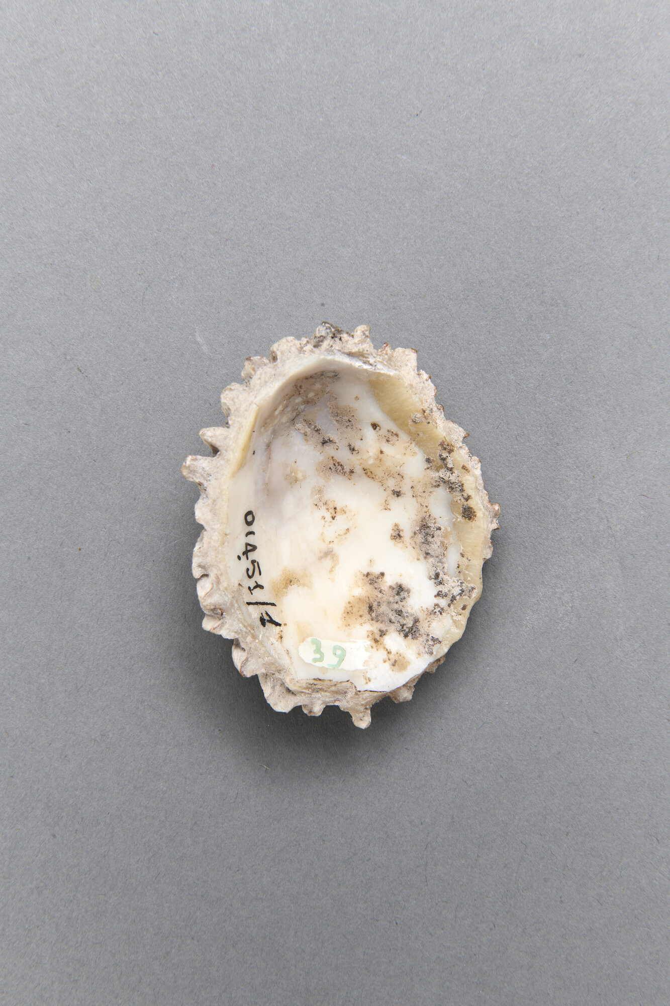 AR_1451-1_26278.jpg