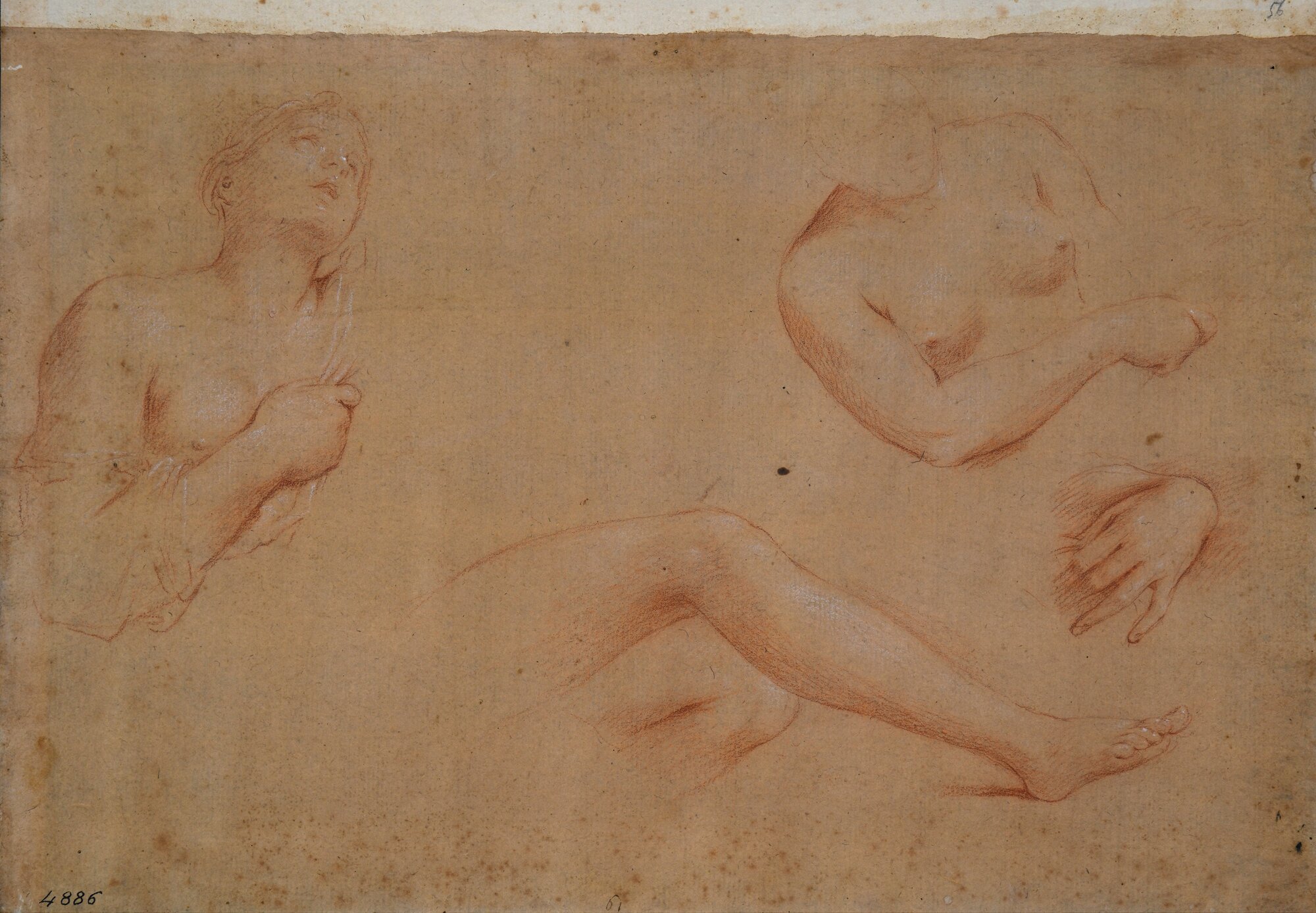 D4886_Franceschini M..tif