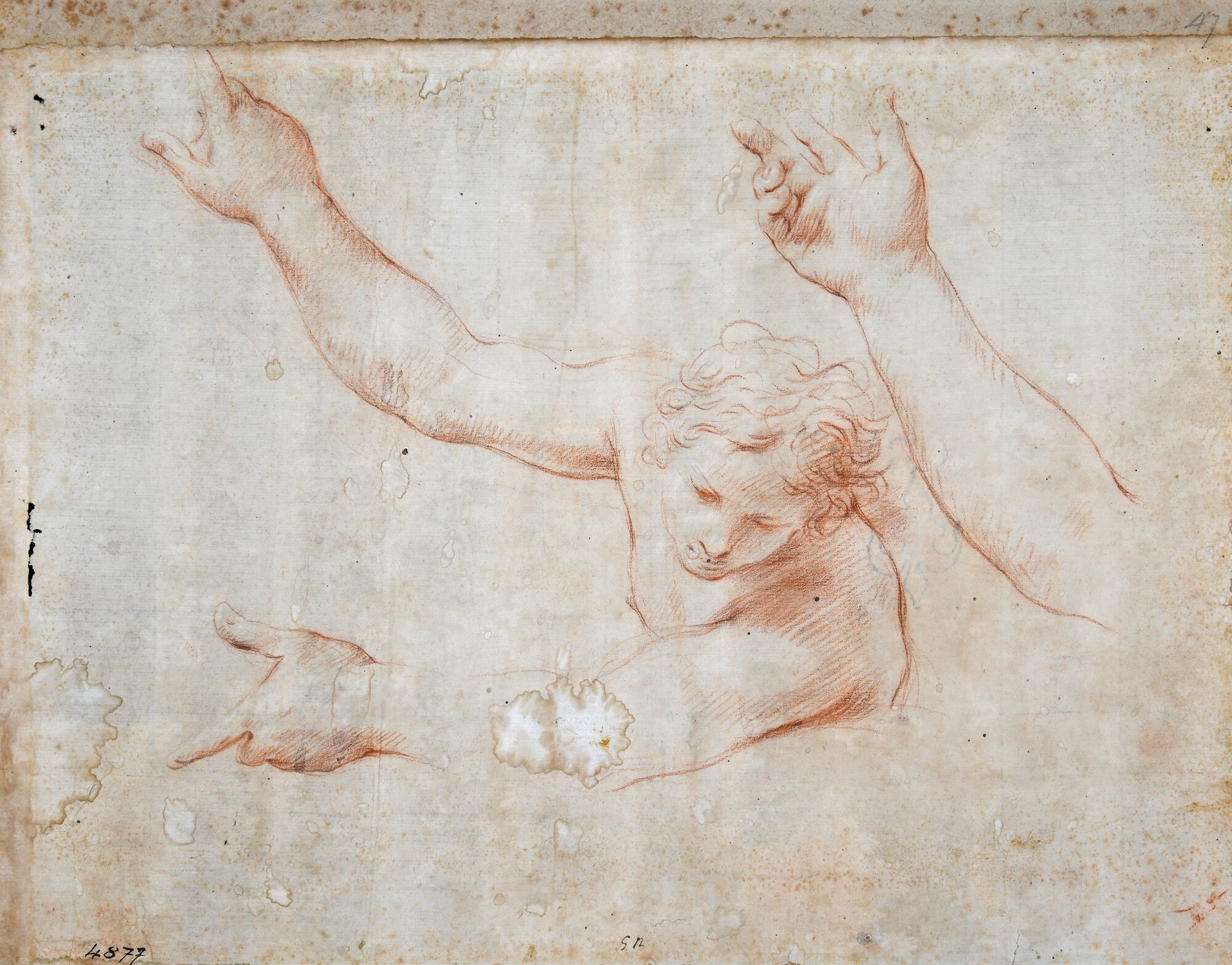 D4877_Franceschini M..tif