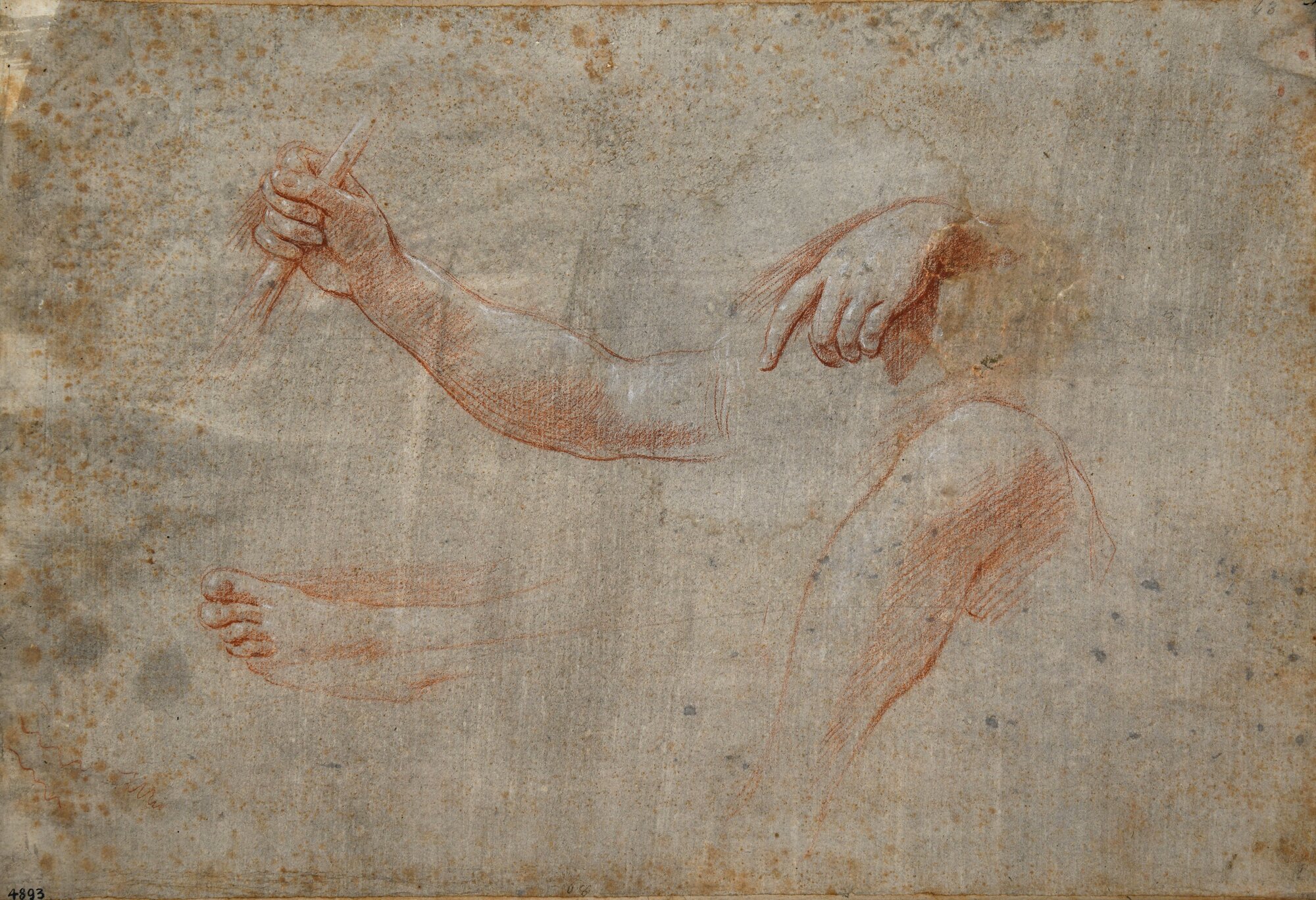 D4893_Franceschini M..tif